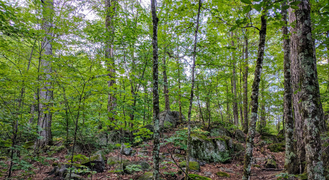 The forest behind Dhamma Suttama. Montebello, Québec.